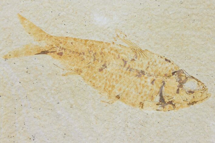 Bargain, Fossil Fish (Knightia) - Wyoming #126033